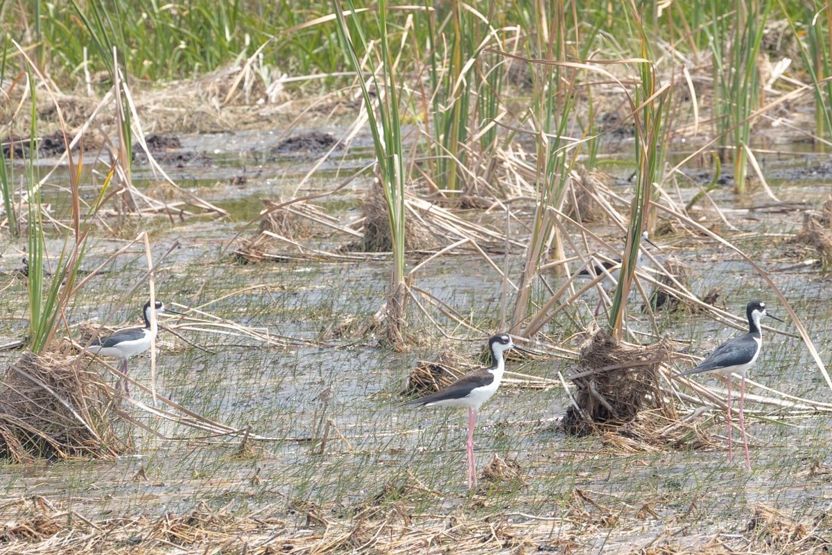 Oiseaux aux longues pattes dans des marécages