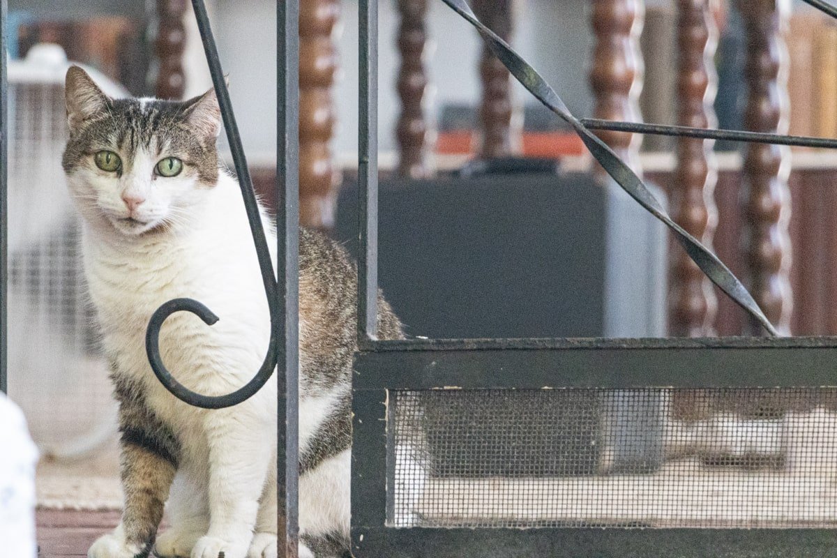Chat