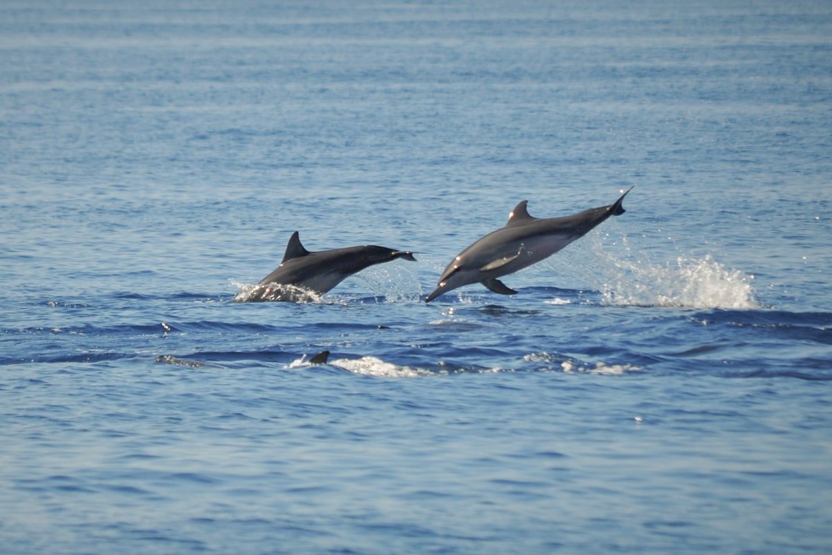 Dauphins qui sautent dans l'océan