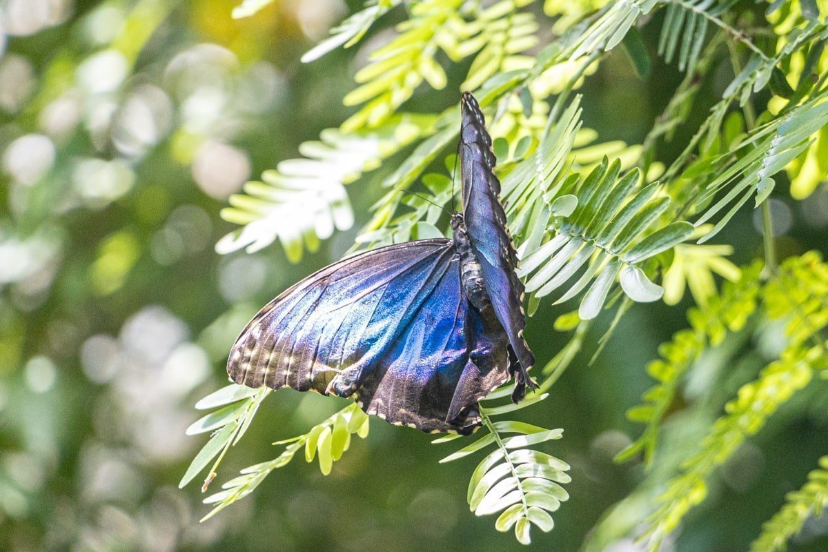 Papillon bleu sur une feuilles