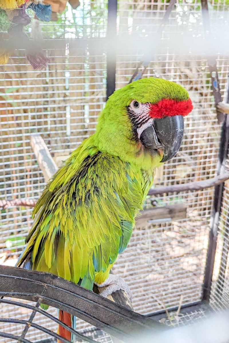 Perroquet vert