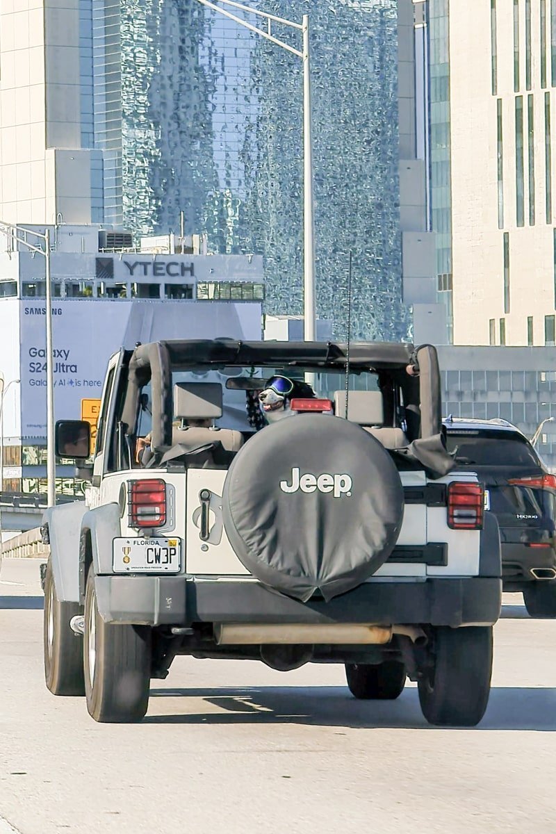 Chien à l'arrière d'un 4x4