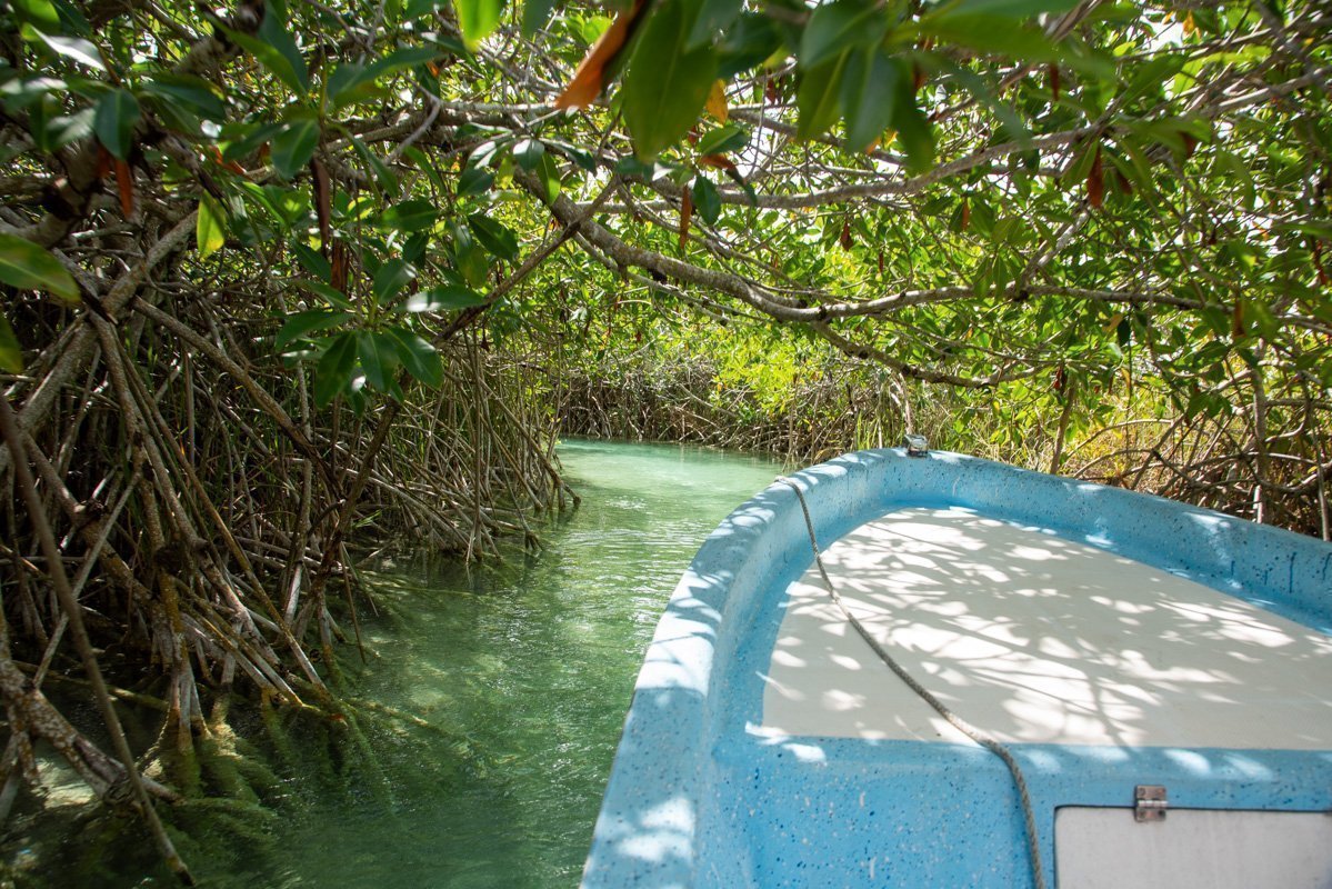 Avant d'un bateau dans la mangrove de Sian Ka'an