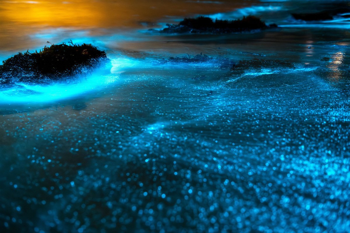 Phénomène de bioluminescence dans l'eau