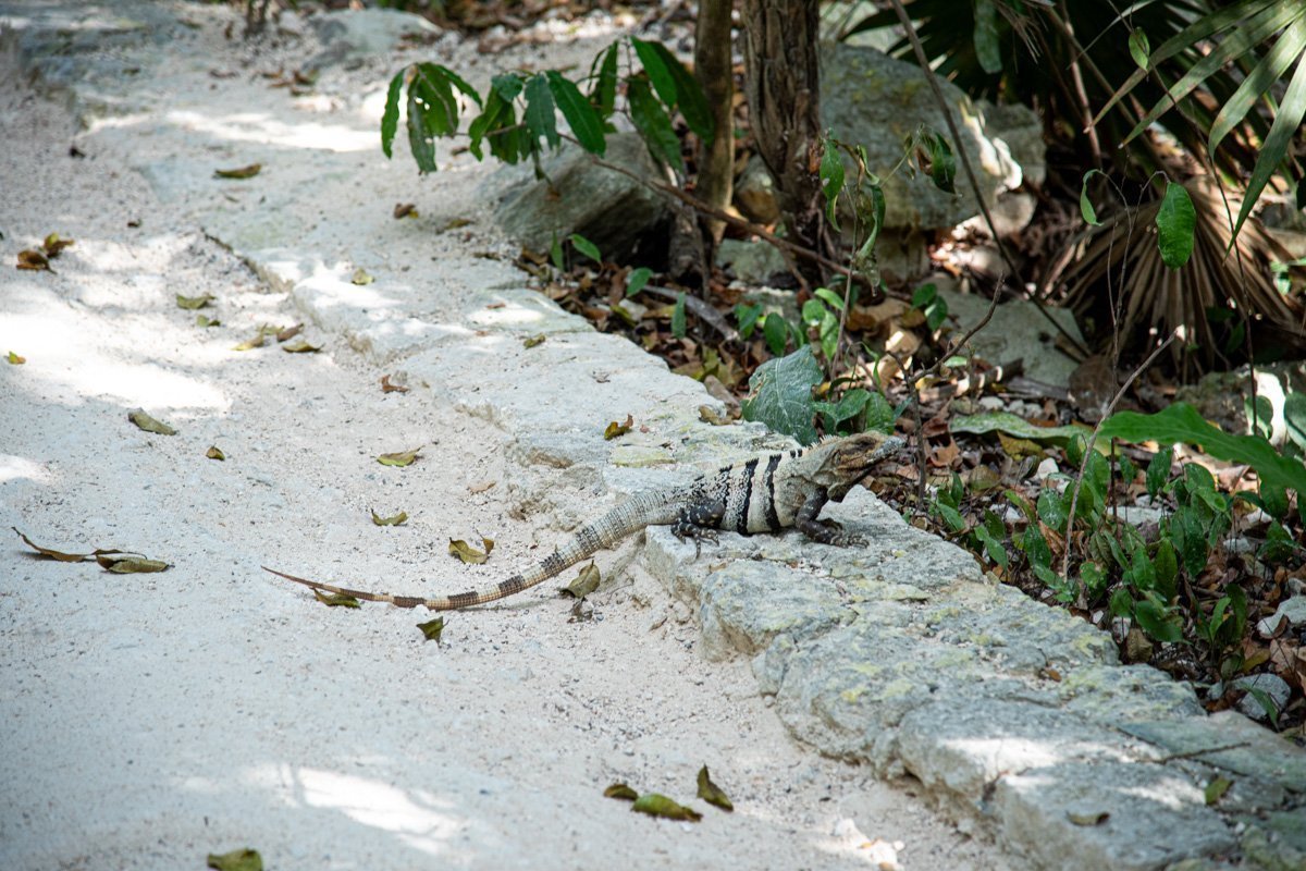 Lézard aperçu à Tulum