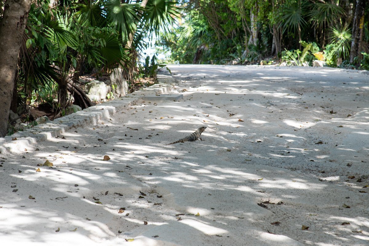 Iguane qui traverse la route à Tulum, Mexique